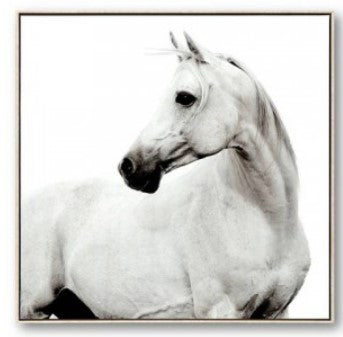 Horse 1 image 0